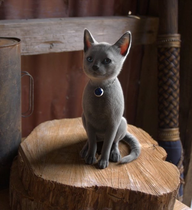 cat.jpg cat