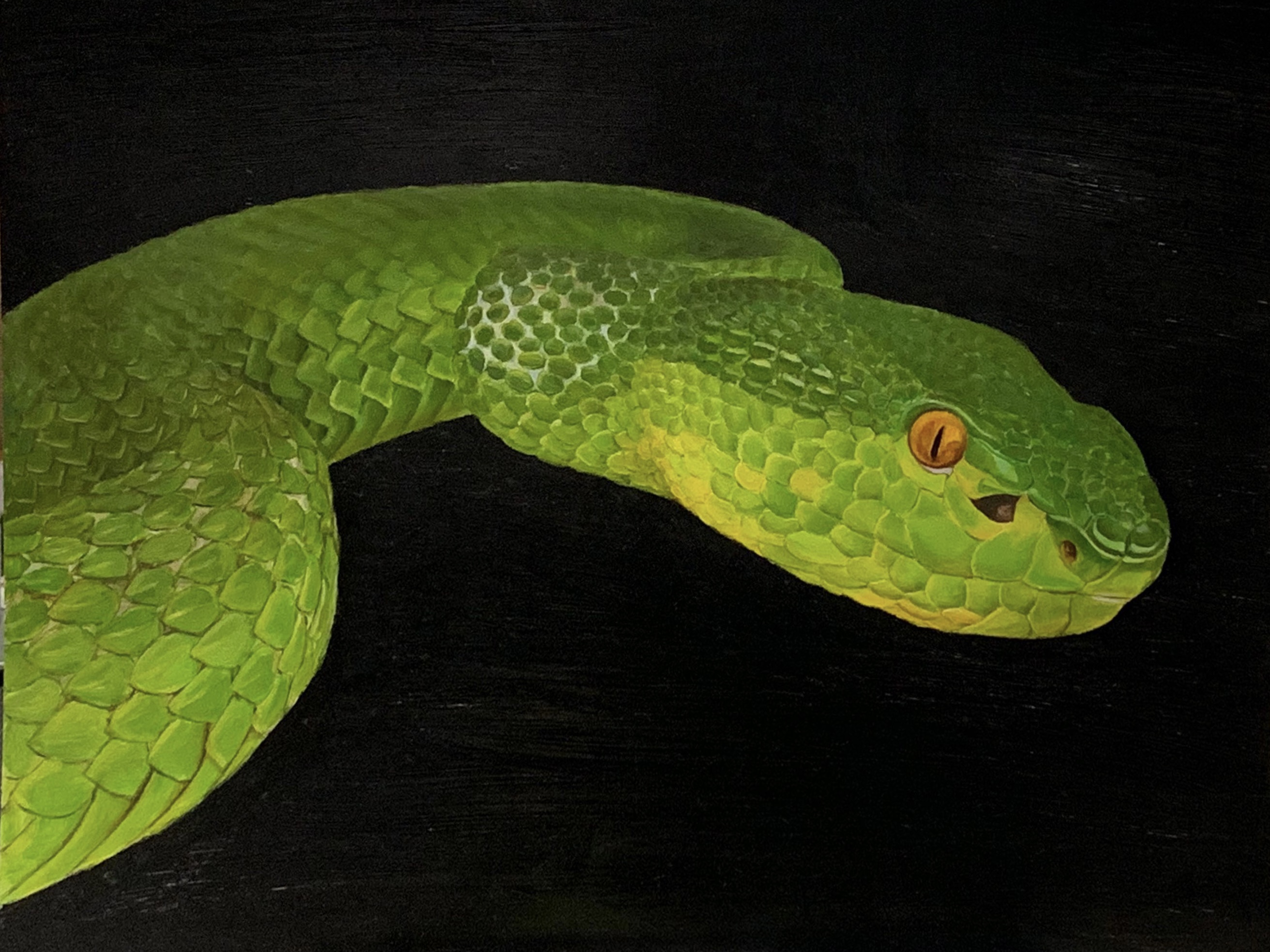 Oil painting of a snake