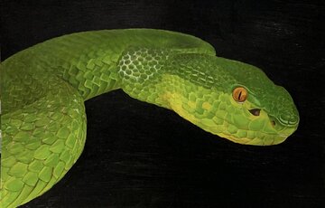 Oil painting of a snake